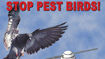 Solar-Powered Pest Repeller Prevents Birds From Roosting
