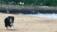 Border collies give Chicago beachgoers a new leash on life
