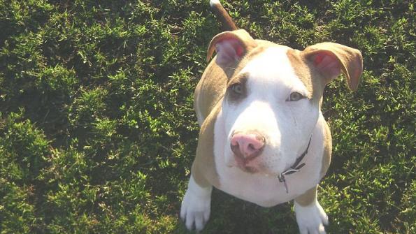 Pit bull-specific prohibitions end in several cities