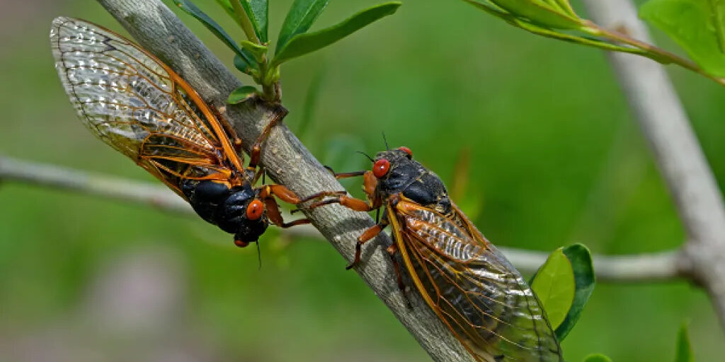 ‘The sounds of nature’: Cicada noise causes influx of 911 calls in South Carolina town